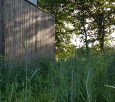 L'herbe a beaucoup pousée en 10 jours