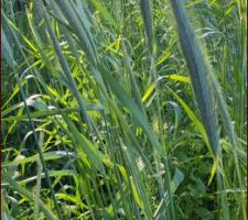 Du blé, du triticale ou autre chose ?