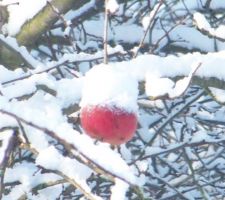 Pauv' petite pomme rouge, restée accrocher à son arbre...