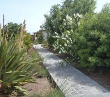 Le chemin en pavés ardélia commence a etre bien entouré avec la végétation. j'aurai voulu avoir une bordure de lavande sur la gauche seuls trois plants ont repris ....