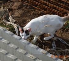 Il faut dire qu'on a un super chef de chantier ! Bon pas très causant par contre, mais il s'est bien frotté contre tous les tuyaux pour vérifier leur conformité ?