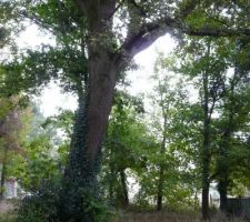 Voici une photo du terrain tr&egrave;s bois&eacute;...