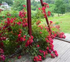 Les rosiers à l'assaut du catio