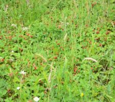 Fraises des bois