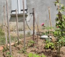 Jardin potager