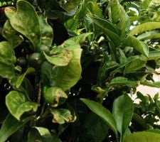 Peut &ecirc;tre des oranges cet hiver - 28/05/22