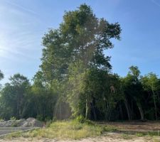 Le 20 mai, gros questionnement sur le sort de cet arbre...