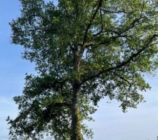 Faut-il l'enlever...