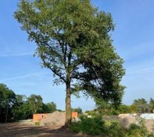 Nous allons le garder mais lui faire une petite coupe d'&eacute;t&eacute; car il est vraiment tr&egrave;s haut et sa premi&egrave;re branche du bas est vraiment tr&egrave;s grosse!