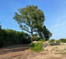 Nous allons le garder mais lui faire une petite coupe d'&eacute;t&eacute; car il est vraiment tr&egrave;s haut et sa premi&egrave;re branche du bas est vraiment tr&egrave;s grosse!