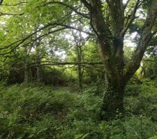 Photo du terrain lors de l'achat