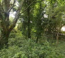 Photo du terrain lors de l'achat