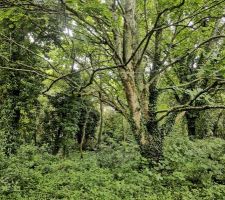 Photo du terrain lors de l'achat