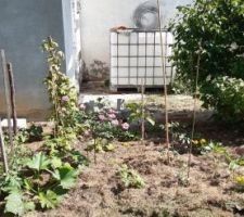 Mon petit potager