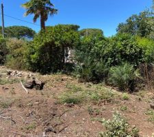 Debrousaillage avant terrassement