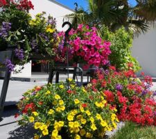 Potées fleuries achetées chez un petit horticulteur près de chez nous.