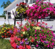 Potées fleuries achetées chez un petit horticulteur près de chez nous.