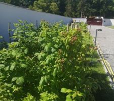 Les framboisiers plantés l'année dernière ont bien repris !