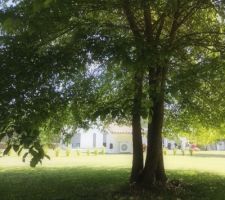 Un coin de fraicheur sous les charmes-houblons qui étaient déjà sur le terrain lorsque nous l'avons acheté.