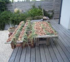 J'ai réquisitionné les tables du jardin pour laisser les échalotes à l'abri des mulots.....