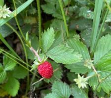 Fraises des bois