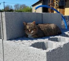 Le chat cherche un peu d'ombre, même s'il veut rester avec nous.