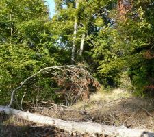 Une autre vue du terrain avec des arbres &agrave; terre