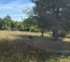 Terrain avant d&eacute;broussaillage