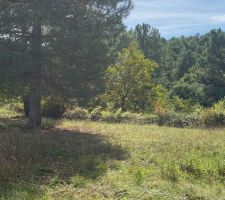 Terrain avant d&eacute;broussaillage et abatages des 2 arbres