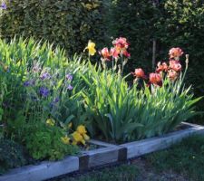 Ancolies et iris, soleil rasant du soir