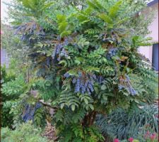 Jardin Sec, mahonia Winter Sun, aucun arrosage, il est couvert de baies que les merles picorent