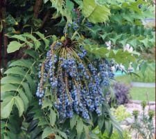 Jardin Sec, mahonia Winter Sun, il reste des baies, les merles picorent