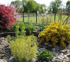 Jardin Sec, euphorbe, sedums, et surtout coronille de la garrigue qui était morte un hiver et a spontanément repris vie plusieurs années après, probablement par semence spontanée. Jolie surprise cette année !