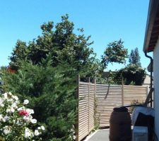 Le noisetier crie au secours il s'en va  il sera remplacé par un local technique en dur crepi abritant le materiel de la piscine !