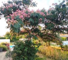 Albizia en bout de terrasse