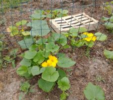 Début du potager, ça pousse