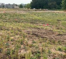 Pose des piquets pour l'emplacement de la maison