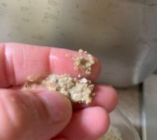 Test enduit ancien : platre gros & chaux aérienne VS chaux hydraulique. Ici chaux hydraulique ou il ne reste que du sable friable sous les doigts