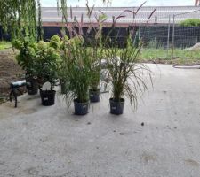 Les premières plantes
