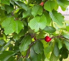 Enfin première année avec des cerises