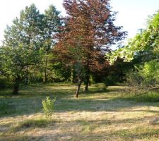Notre terrain, la future maison sera au niveau des 1er arbres