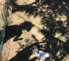 Poule et bb