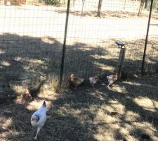 Poule et bb