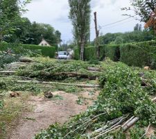 Premi&egrave;re &eacute;tape, faire tomber les arbres