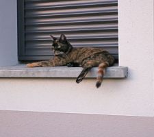 La chatte sauvage s'est apprivoisée, on lui a cherché un nom. Ma grand-mère était de Chandolin, dans le Val d'Anniviers. Petite, en plus du français elle parlait le patois de sa vallée, le chat était le tsat (on prononçait tsa). Donc en souvenir d'elle, voici Tsati !