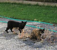 Aaah, ils sont bien DEUX, ces chats sauvages !  Le noir est comme tous les chats noirs : 2 yeux jaunes sur un corps noir comme l'enfer ! On voyait souvent leur mère, une chatte identique à sa fille, la petite ''hyène'' de la photo.  Sa mère est une chatte à personne, à la queue coupée, elle a mis bas sous un tas de bois (tiens, ça rime).  Quatre chatons, 3 noirs et la petite écaille. Deux noirs furent trouvés morts dans un talus, il reste ces deux-là.  Chez nous ils mangent les fleurs sèches des sedums qui se sont semés tout seuls.