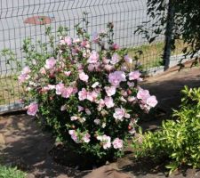 Hibiscus syriacus Pink chiffon. Il se glisse partout car de petite taille, et de floraison tardive (il fleurit quand les précoces s'essoufflent).