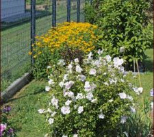 Un hibiscus précoce, à la longue floraison, au port souple, le White chiffon. Derrière, des rudbeckias jaunes.