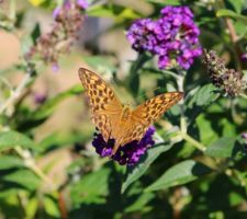 Robert-le-diable sur buddleia nain