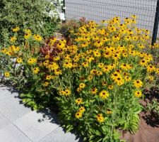 Le long de la zone de coulissement du portail, des rudbeckias qui ont été arrosés en ce mois de canicule, et regardez la photo suivante, ceux qui ne l'ont pas été